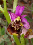 Ofride fior d'Api (Ophrys apifera)