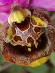 Ofride fior d'Api (Ophrys apifera)