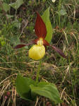 Pianella della Madonna (Cypripedium calceolus)