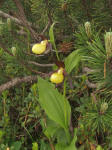 Pianella della Madonna (Cypripedium calceolus)