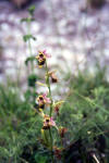 Ofride fior d'Api (Ophrys apifera)