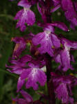 Orchide maschia (Orchis mascula)