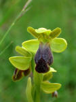 Ophrys hespera