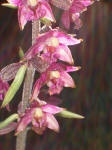 Elleborine violacea (Epipactis atrorubens)