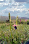 Ophrys aurelia