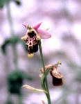 Ofride fior d'Api (Ophrys apifera)