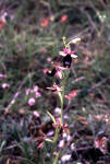 Ophrys aurelia