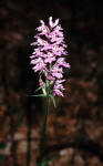 Orchide di Fuchs (Dactylorhiza fuchsii)