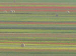 Fioritura a Castelluccio